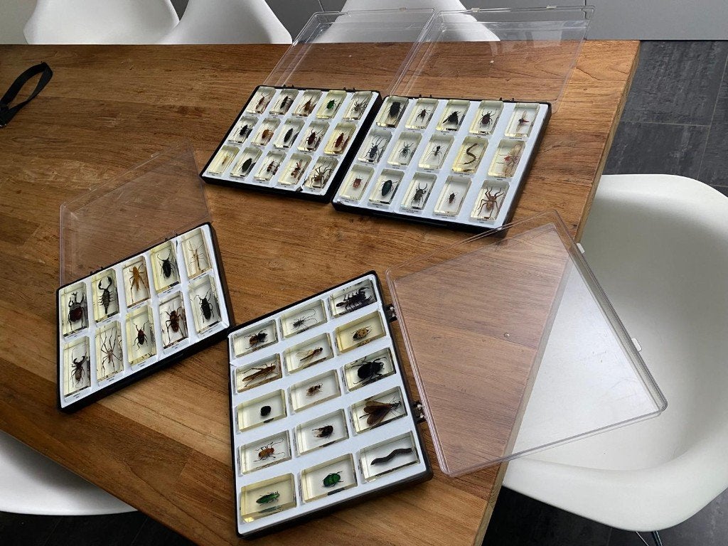 Insectenverzameling in hars - 55 stuks in 4 verzameldozen, Dieren en Toebehoren, Overige soorten