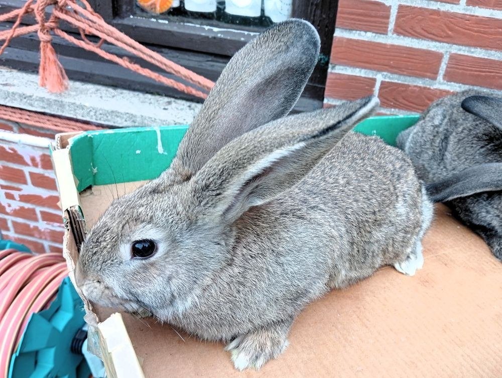 jonge konijn: Vlaamse reus, Animaux & Accessoires, Grand