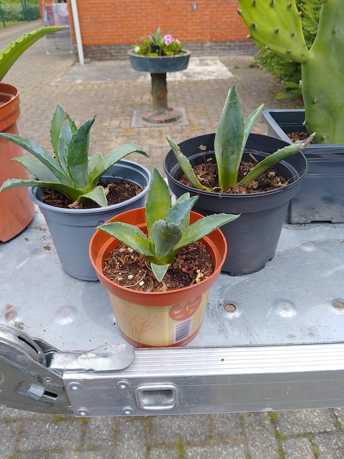 Agave Americana plantjes, Ophalen, Vaste plant