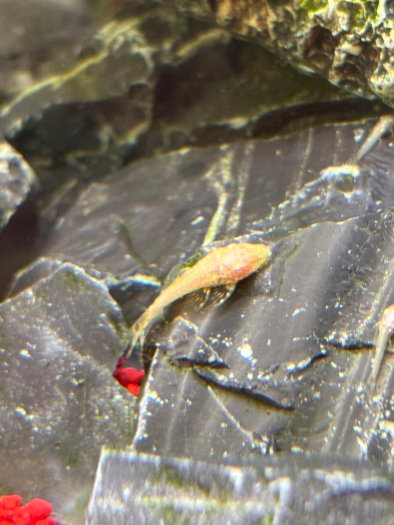 Baby gouden ancistrussen, Vis, Zoetwatervis
