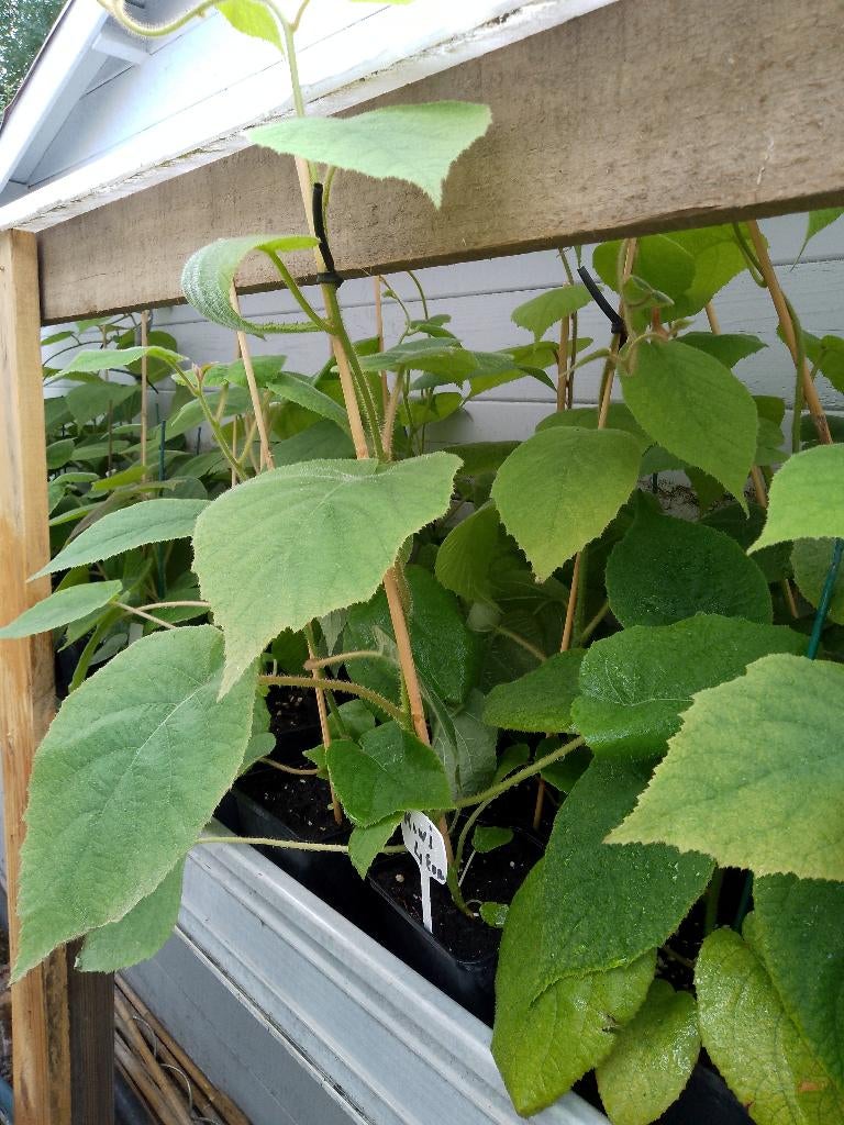 kiwi planten, Enlèvement