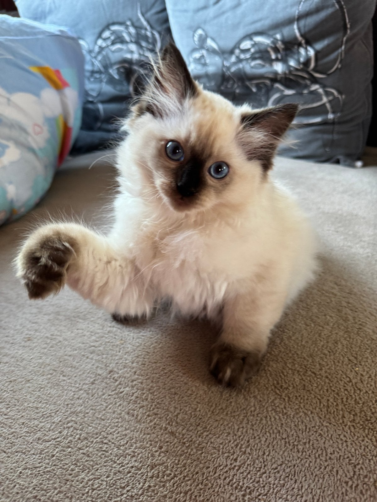 Twee lieve Ragdoll kittens zoeken een gouden mandje, Chatte ou Chat, Avec pedigree, 0 à 2 ans