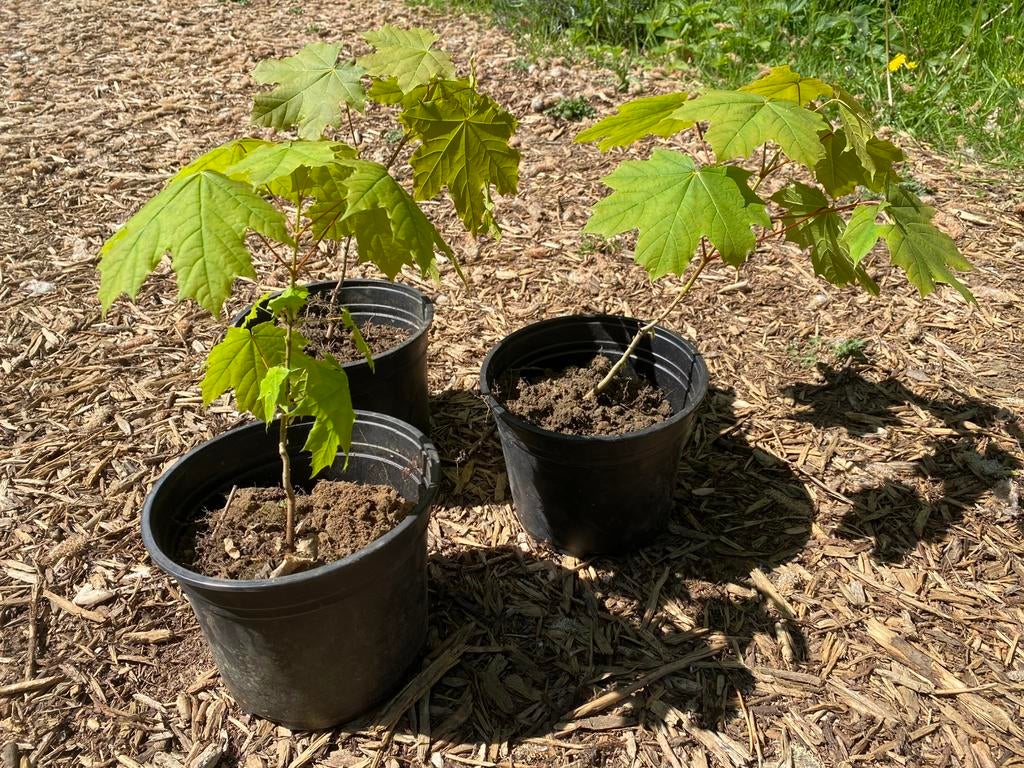 Kleine esdoorns - acer, En pot, Enlèvement, Ombre partielle, Ne fleurit pas