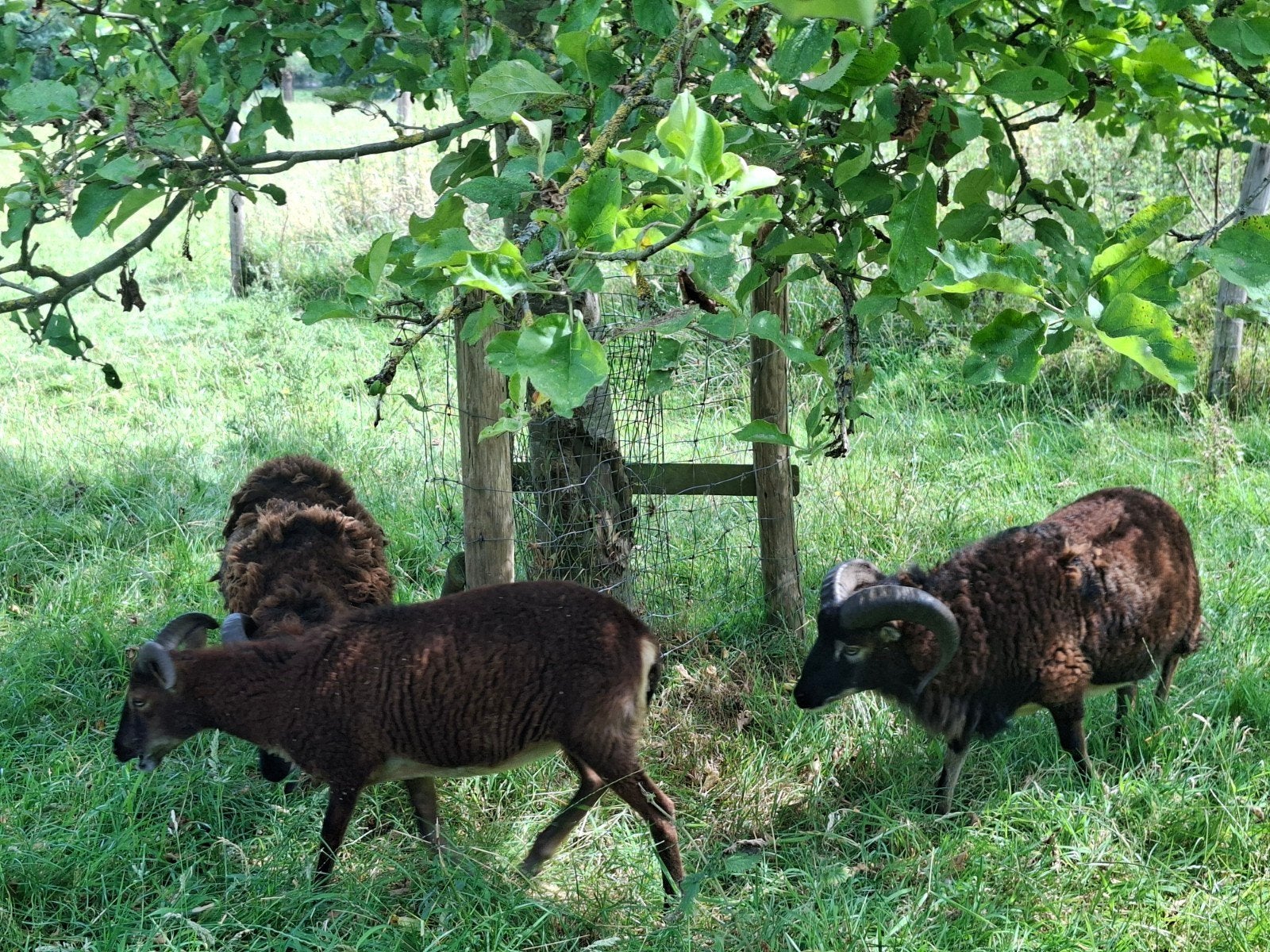 Soay schapen te koop, Dieren en Toebehoren, April, Meerdere dieren