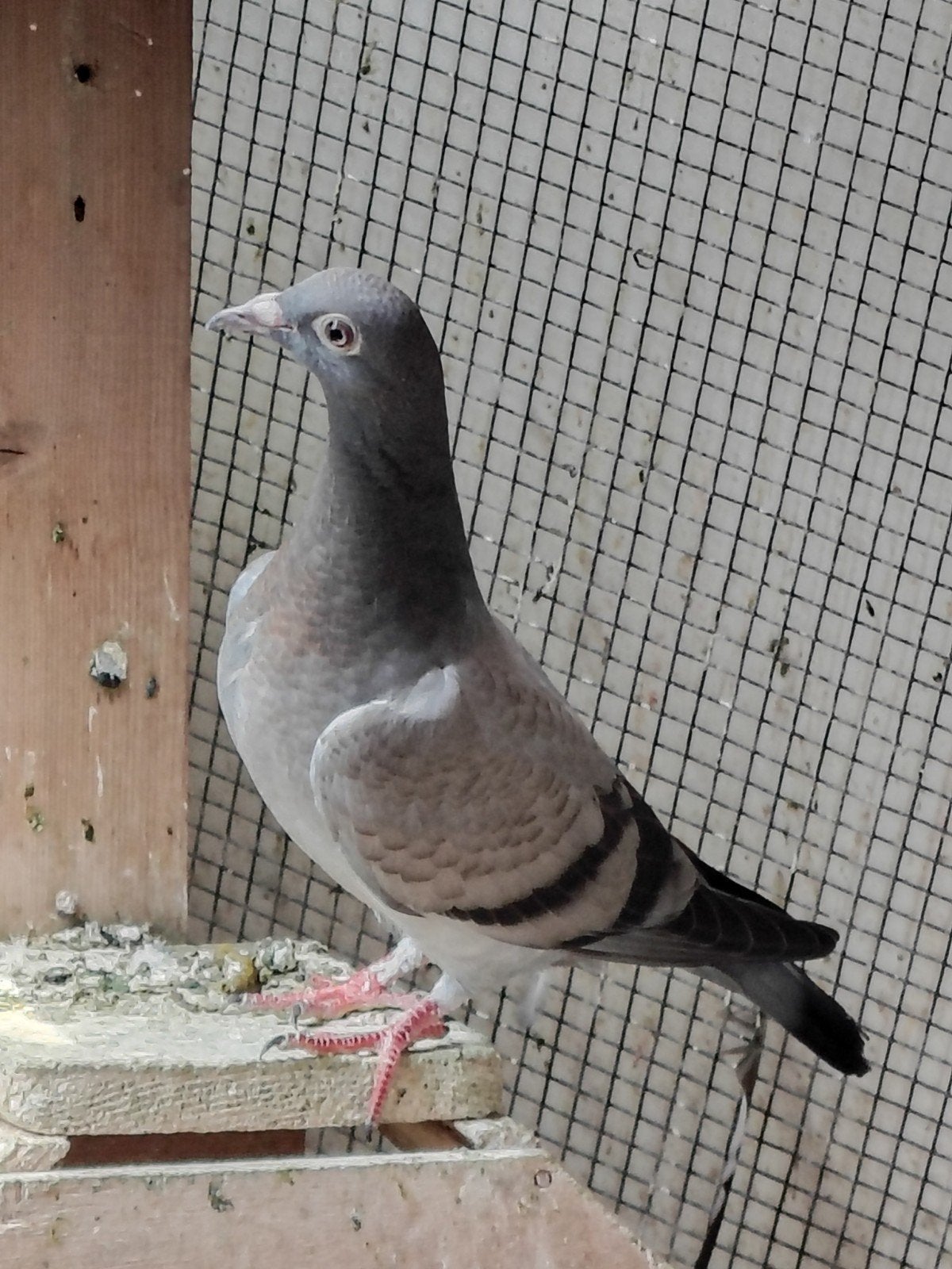 Duiven