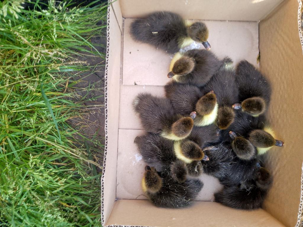 Barberie eenden, Dieren en Toebehoren, Meerdere dieren, Eend