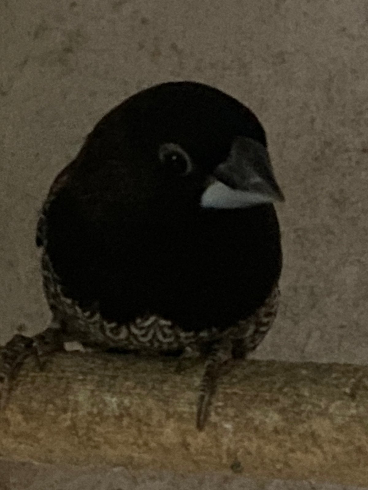 2-0 kweekrijpe japanse meeuw, Dieren en Toebehoren, Mannelijk, Tropenvogel