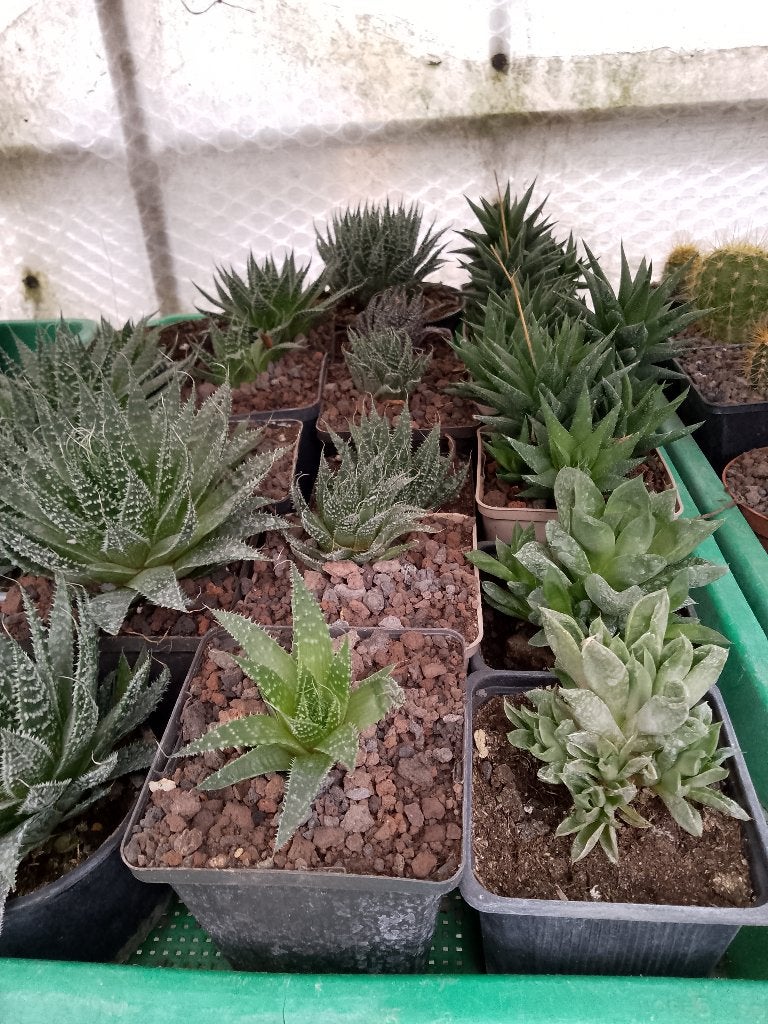 howortia, Tuin en Terras, Planten | Tuinplanten, Ophalen