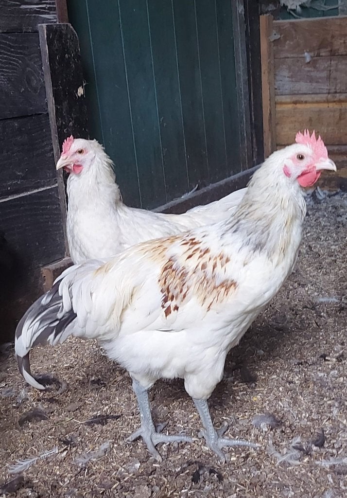 Groenlegger hanen, Dieren en Toebehoren, Pluimvee, Mannelijk, Kip