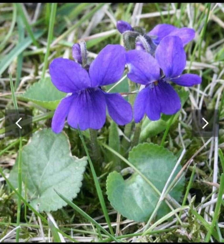Violettes odorantes, Jardin & Terrasse