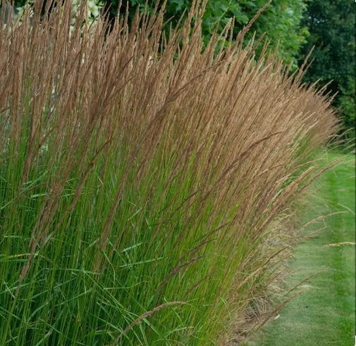 Molionia heidebraut, Tuin en Terras, Planten | Tuinplanten, Ophalen, Vaste plant, Siergrassen, Volle zon