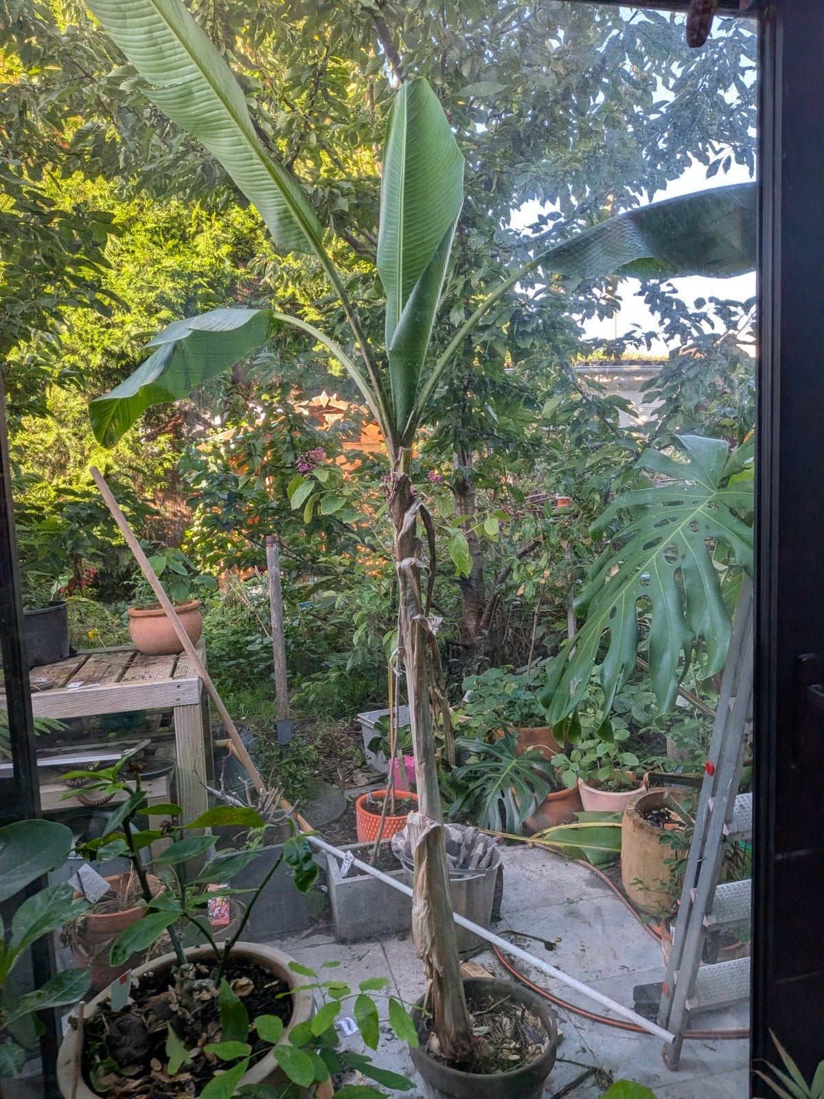 bananenboom, Enlèvement