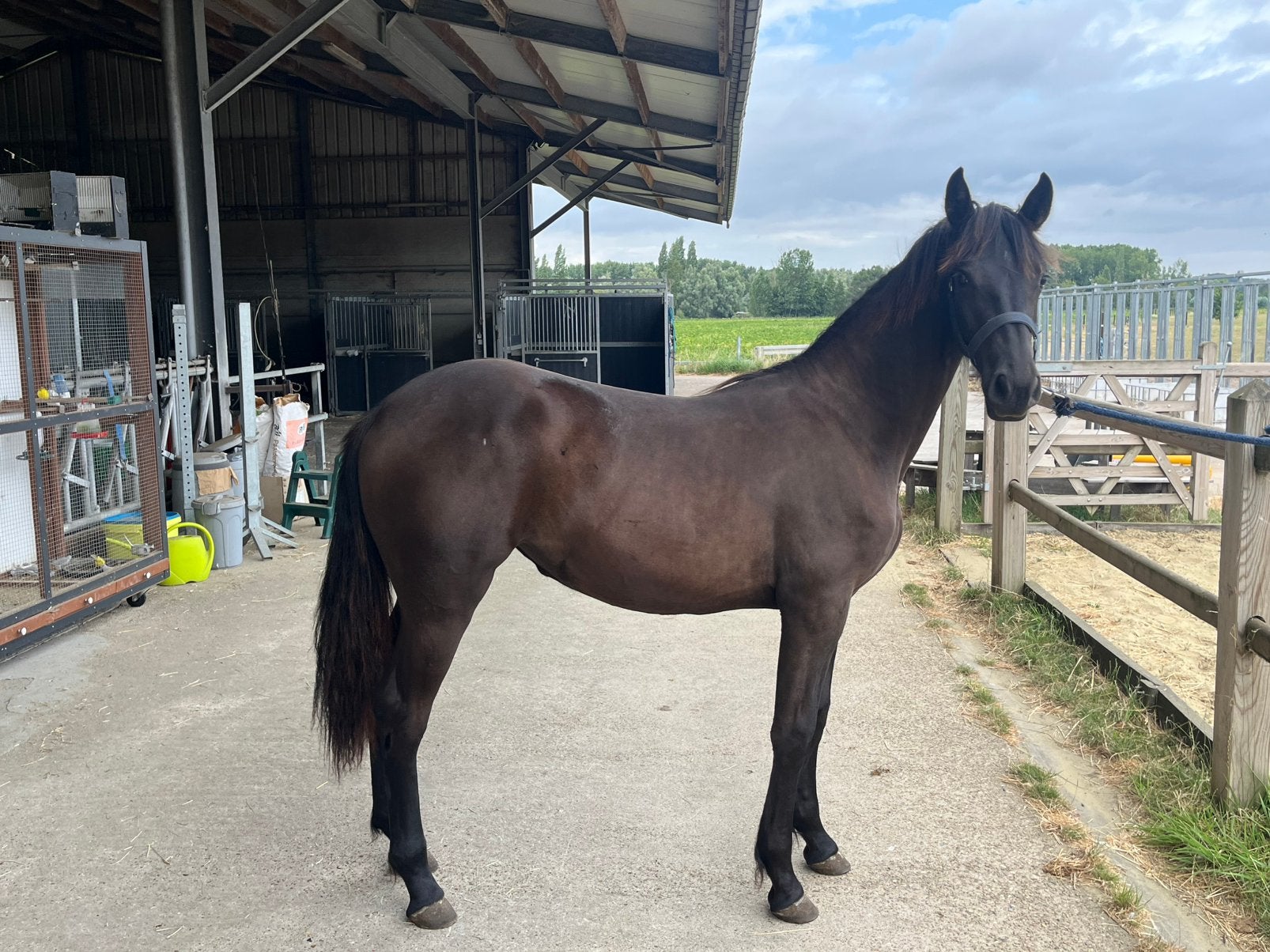 Jaarling merrie warmbloedfries, Dieren en Toebehoren, Merrie