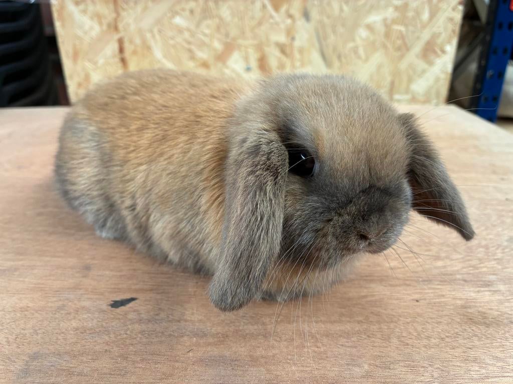 Raszuiver Nederlandse hangoordwerg konijntje, Dieren en Toebehoren, Konijnen, Vrouwelijk, Dwerg, Hangoor, 0 tot 2 jaar