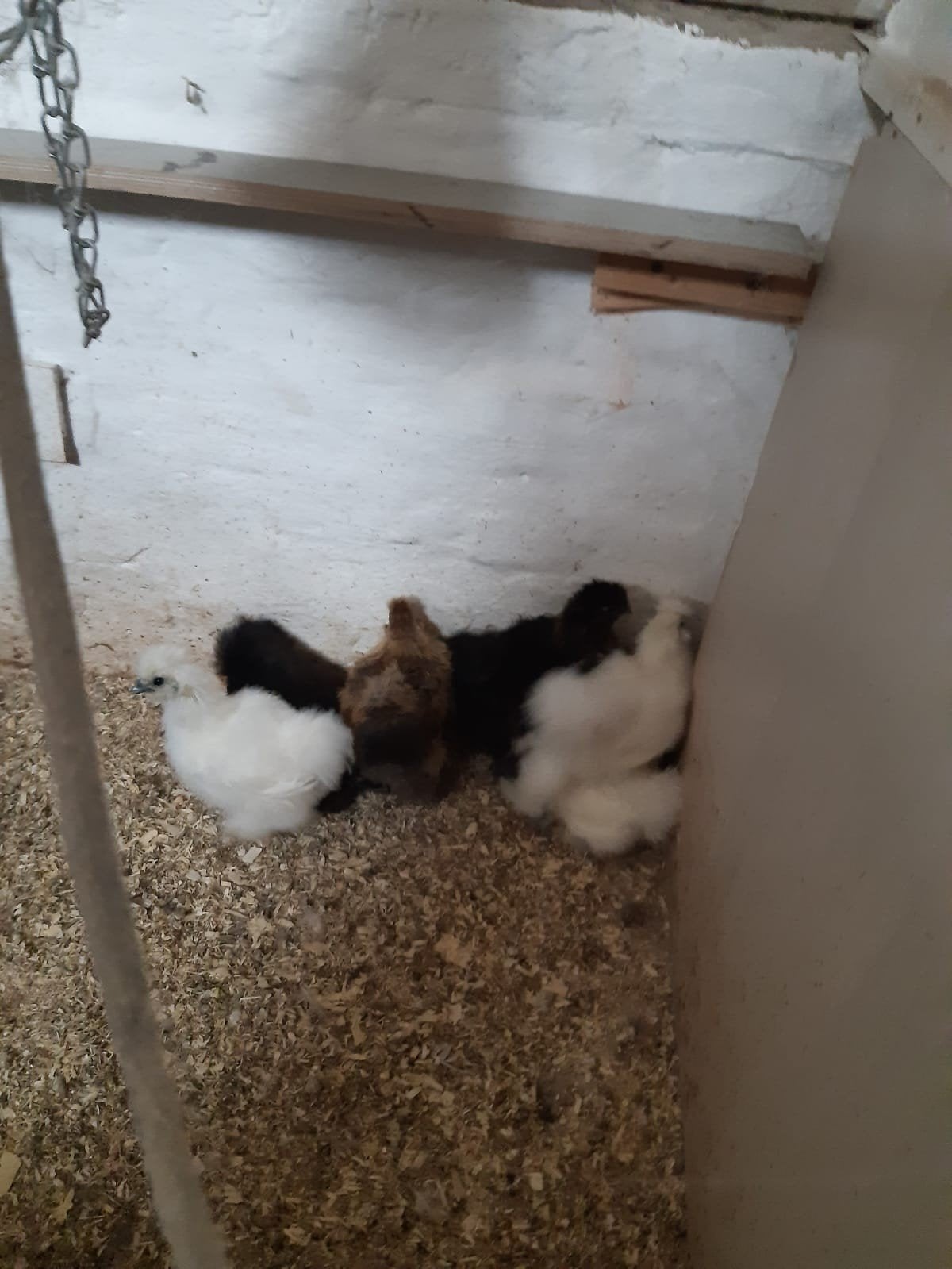 Zijdehoenders, Dieren en Toebehoren, Geslacht onbekend, Kip