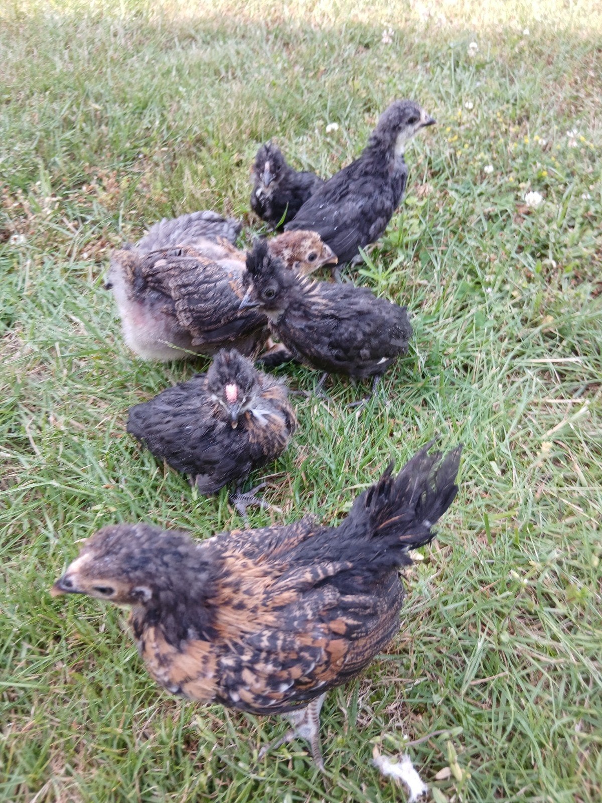 Kuikens van eind mei, Sexe inconnu, Poule ou poulet