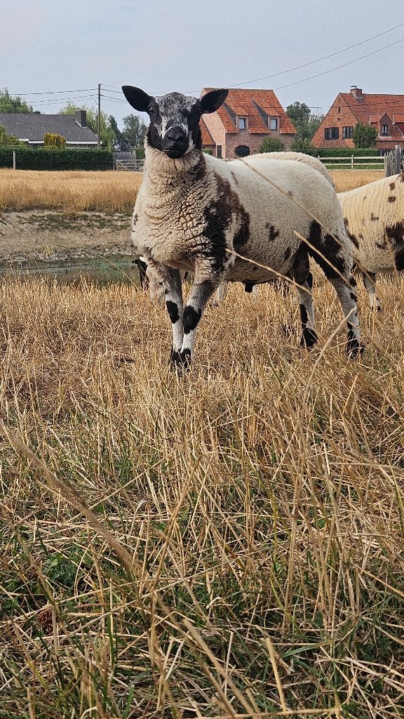 Baggerbonte ram, Dieren en Toebehoren, Schapen, Geiten en Varkens, Mannelijk, Schaap