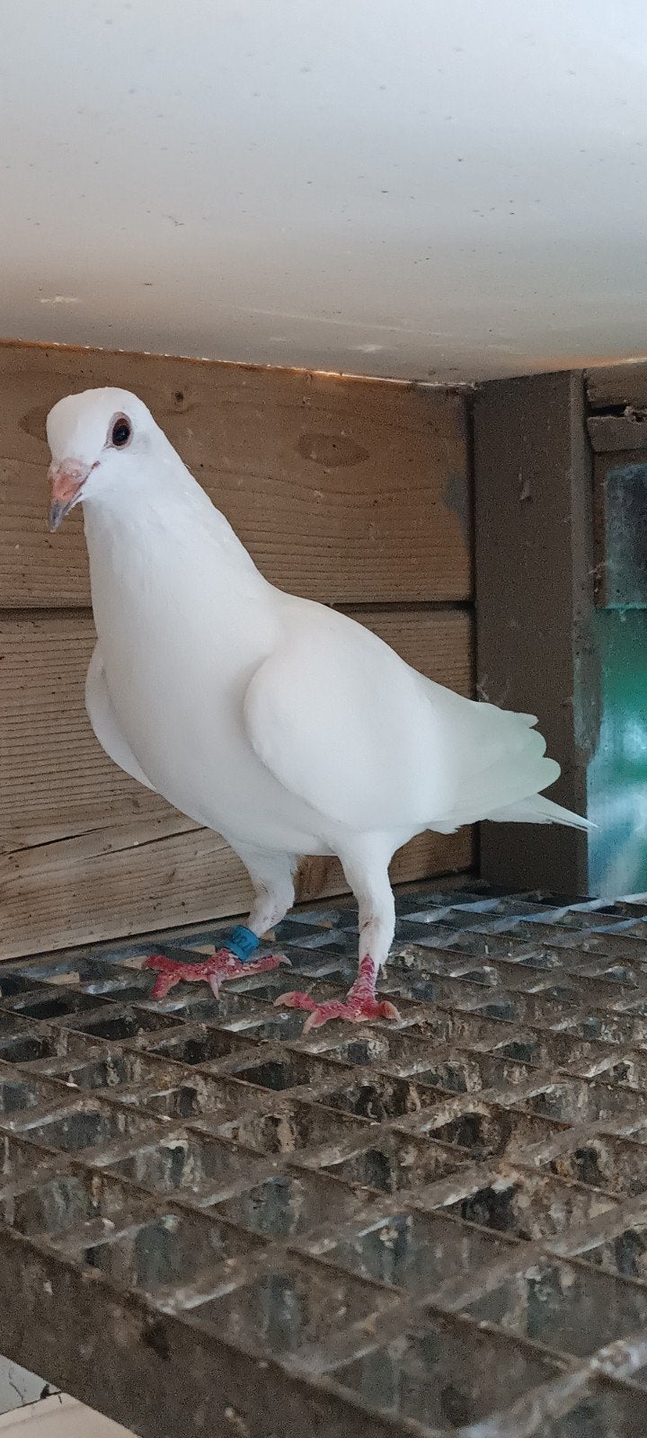 duivinnen, Dieren en Toebehoren, Vogels | Duiven, Vrouwelijk, Postduif