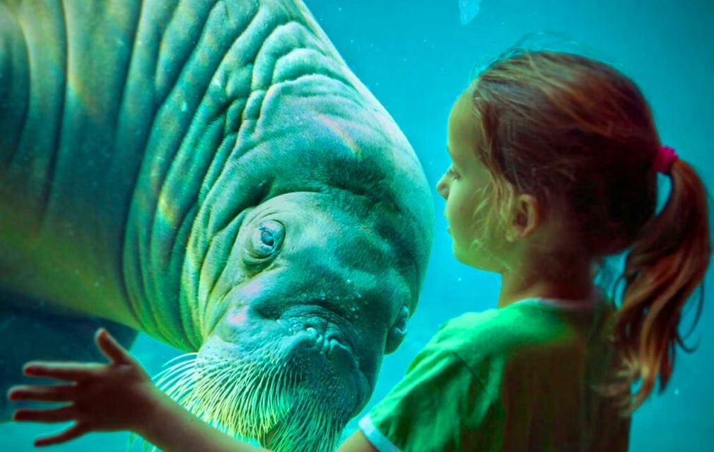 Dolfinarium 2026 - Billets - 1+1 GRATUIT, Tickets & Billets, Loisirs | Jardins zoologiques