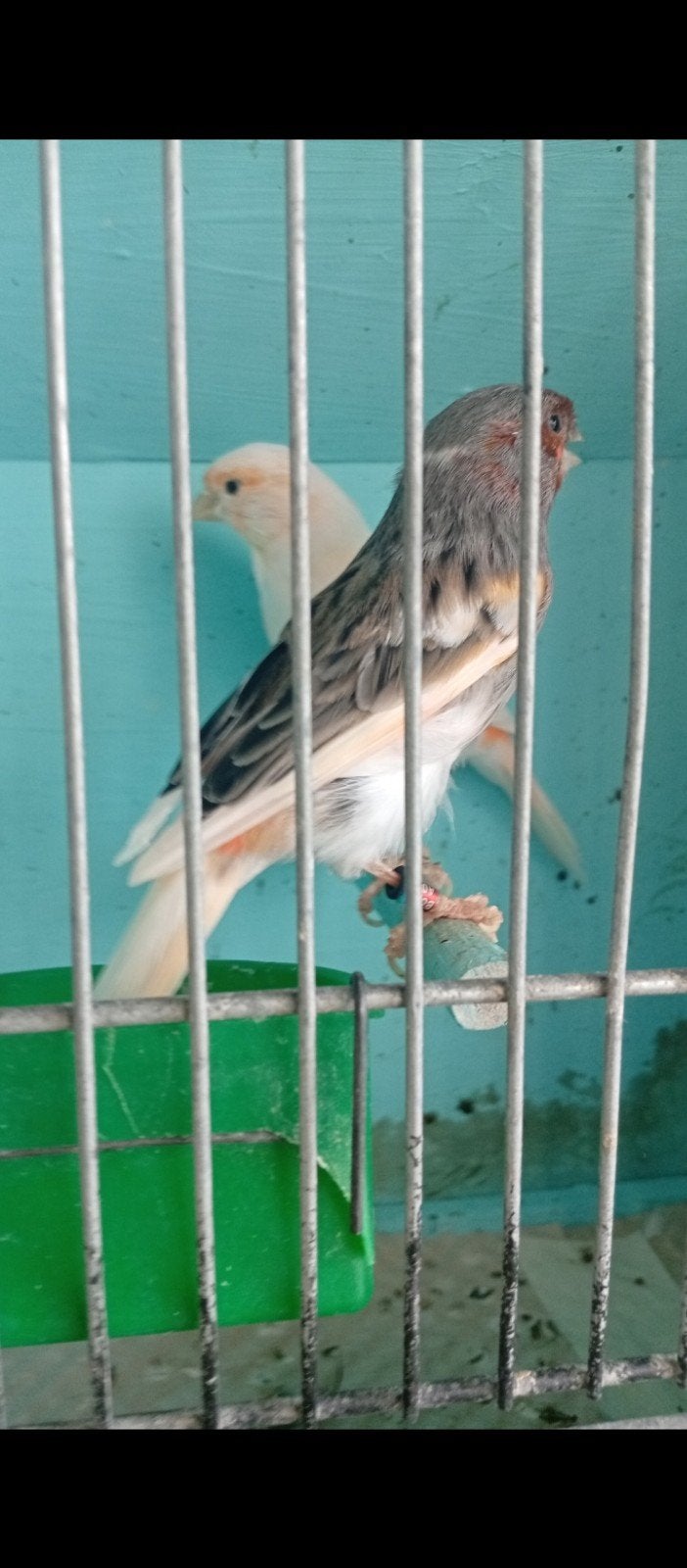 Harlekijn kanariekoppel met, Dieren en Toebehoren, Meerdere dieren, Zangkanarie