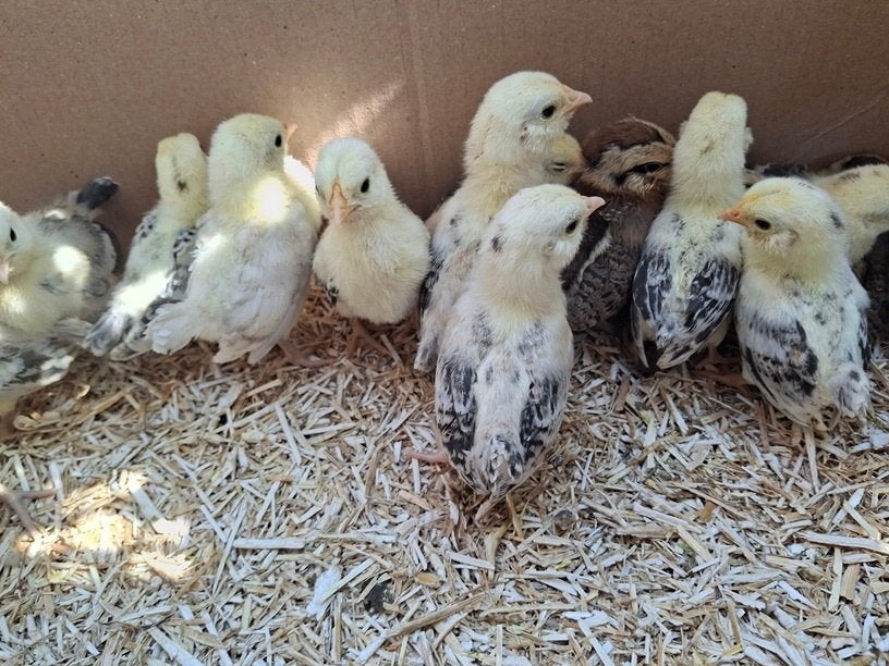 Kuikens krielen, Dieren en Toebehoren, Pluimvee, Meerdere dieren, Kip