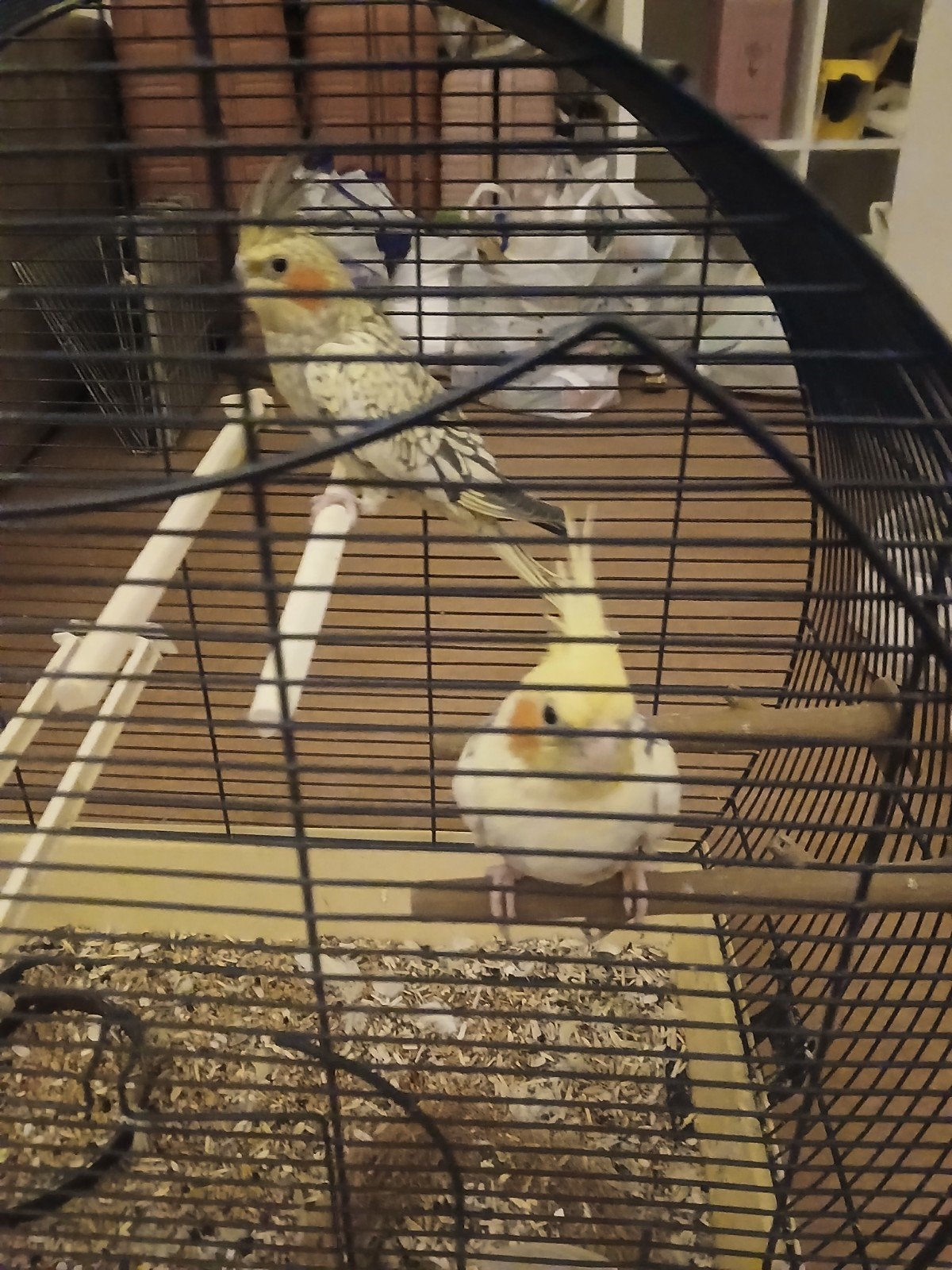 2 parkieten, Plusieurs animaux