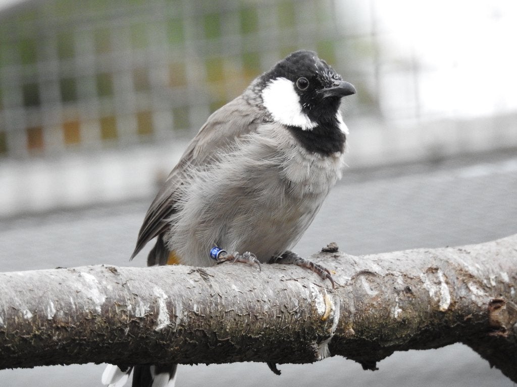 koppel irakese buulbuul, Dieren en Toebehoren