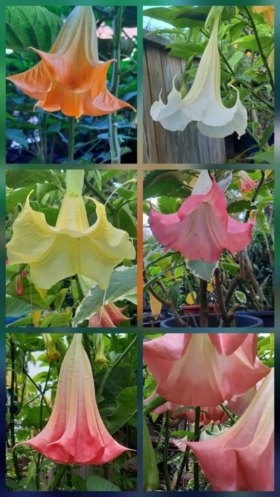 Brugmansia's, Tuin en Terras, Planten | Tuinplanten, Ophalen