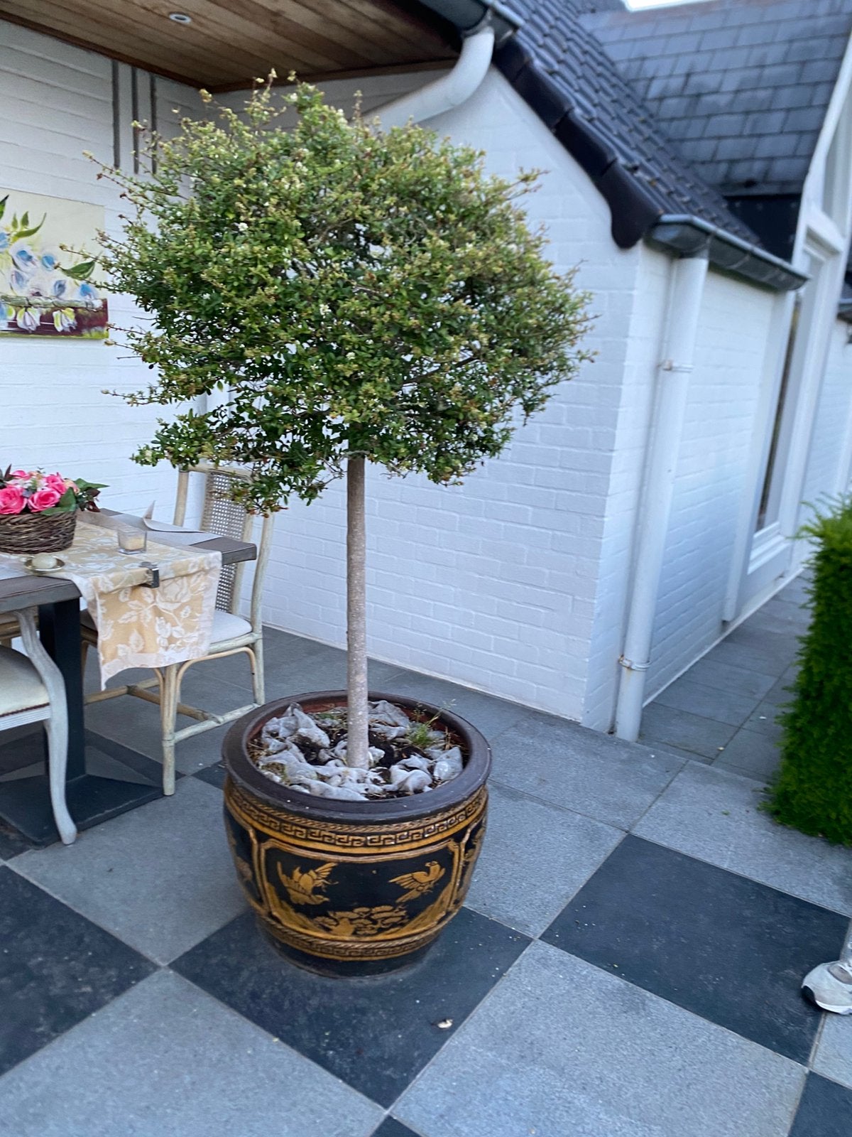 Buxus in pot., Tuin en Terras, Planten | Bomen, Ophalen