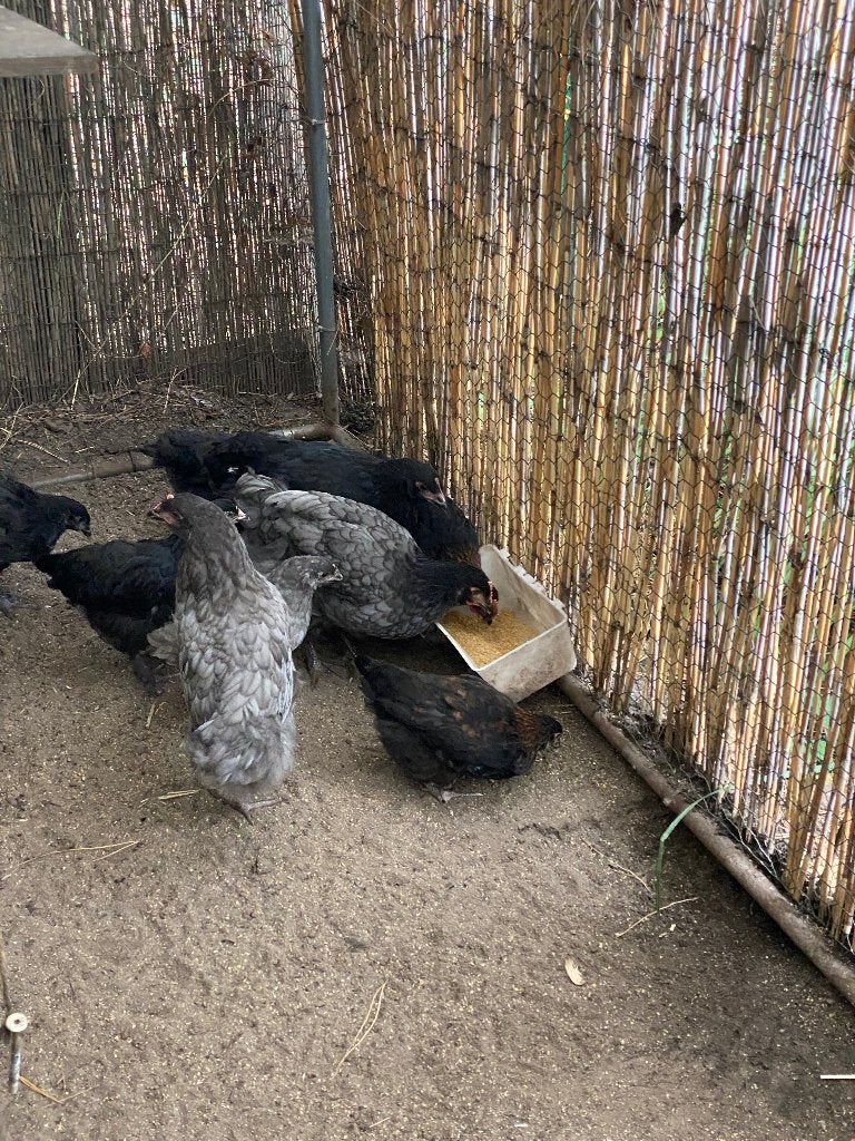 Jonge hennetjes, Dieren en Toebehoren