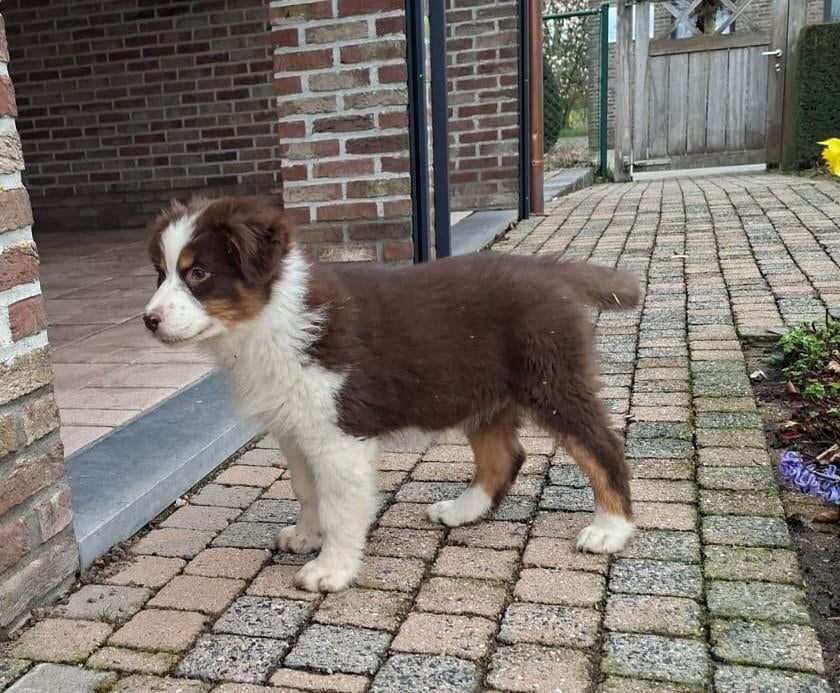 australische herder pups, Dieren en Toebehoren, Honden | Herdershonden en Veedrijvers, Teef, Herder, Fokker | Professioneel, Meerdere