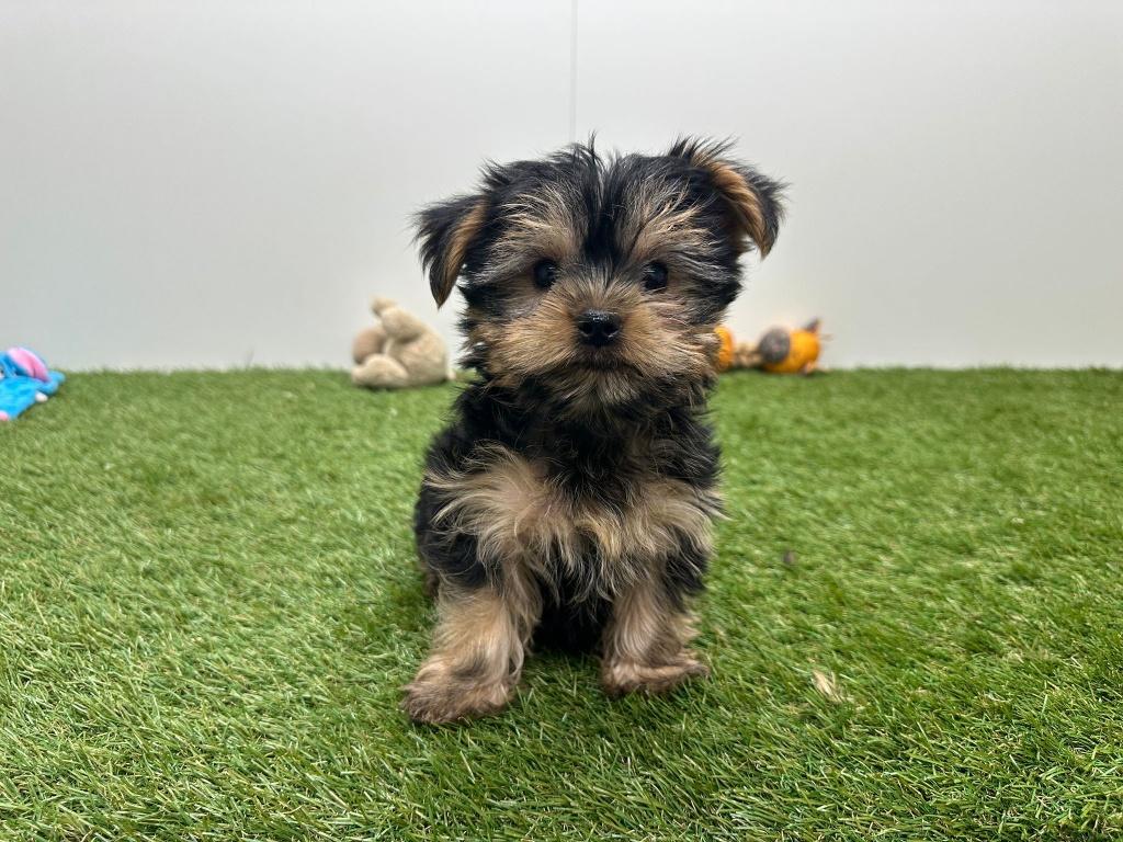 Nestje Yorkshire Terrier pups, Dieren en Toebehoren, België, Reu, 8 tot 15 weken, Eén hond