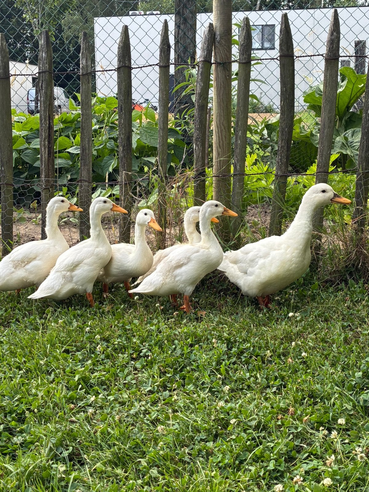Jonge witte eenden, Plusieurs animaux, Canard
