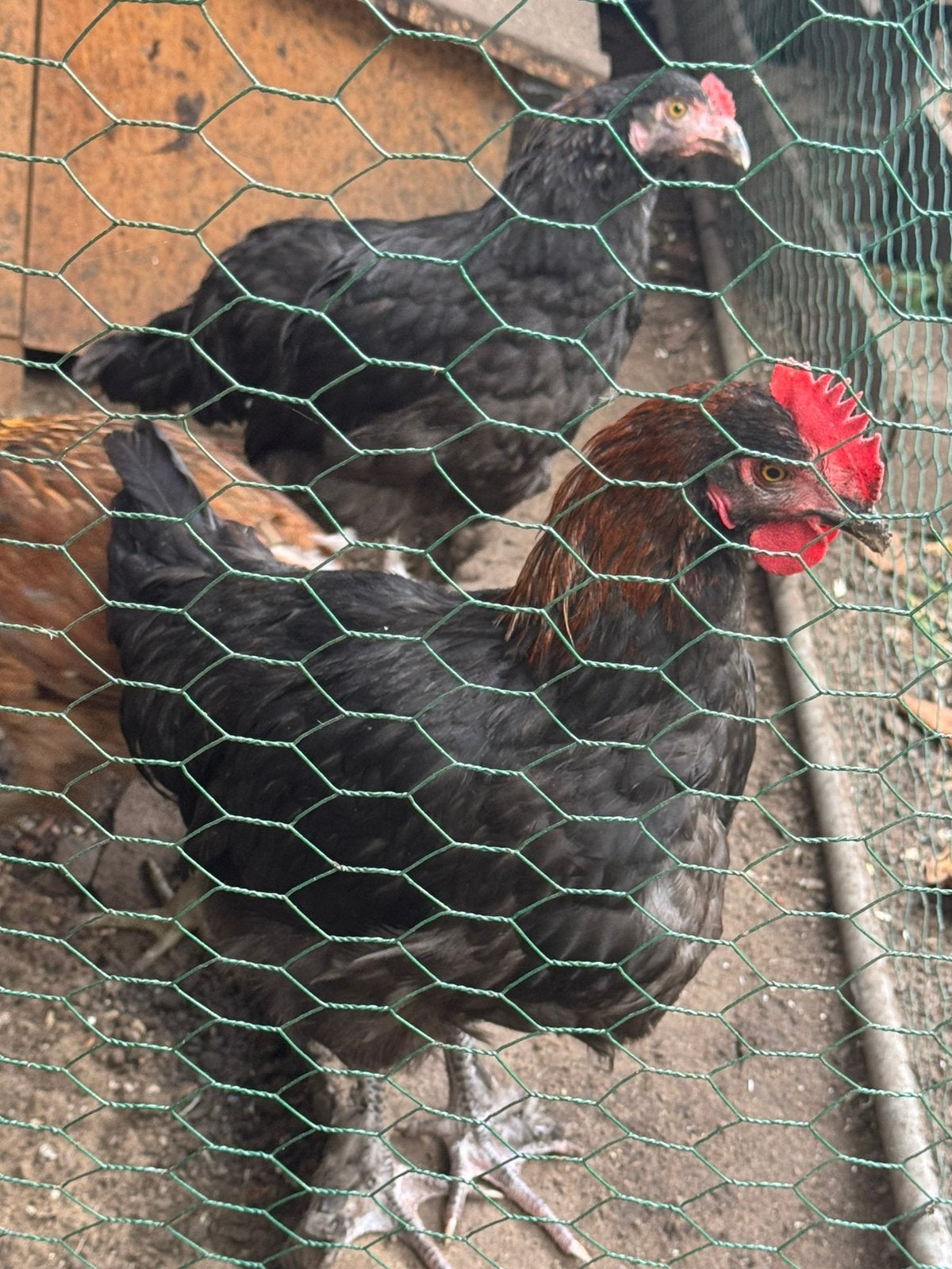 Marans hanen jong, Dieren en Toebehoren, Mannelijk, Kip