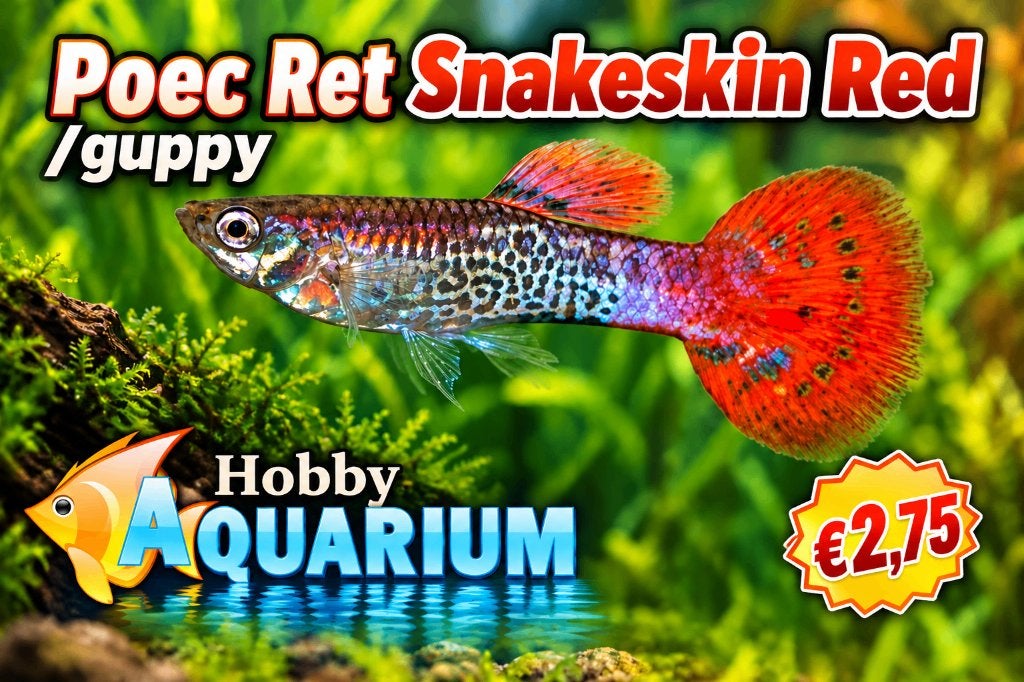 Hobbyaquarium Poec Ret Snakeskin Red  / guppy uitzoeken, Vis, Zoetwatervis, Schoolvis