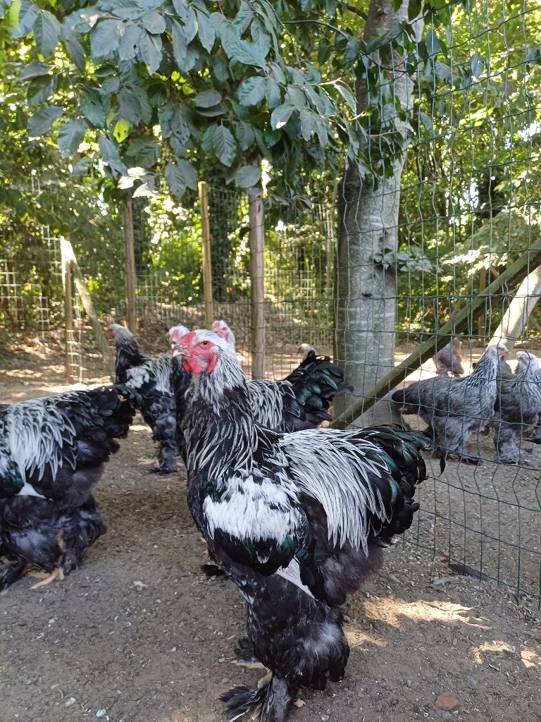 brahma hanen, Mâle, Poule ou poulet
