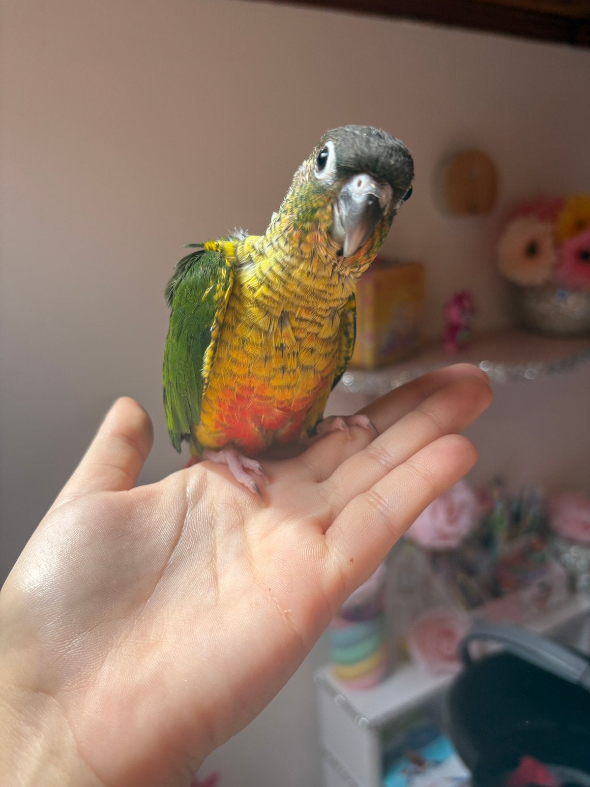 conure molinea, Animaux & Accessoires