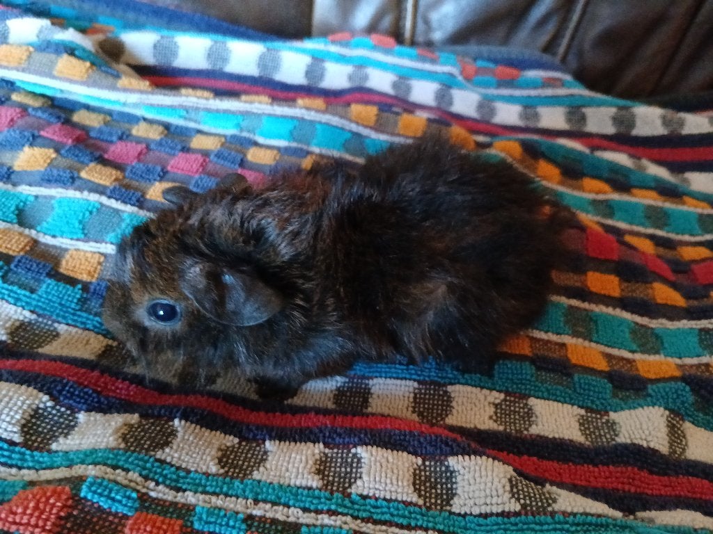 Jonge cavia's Gratis mannetje en vrouwtje, Augustus, Meerdere dieren, Cavia