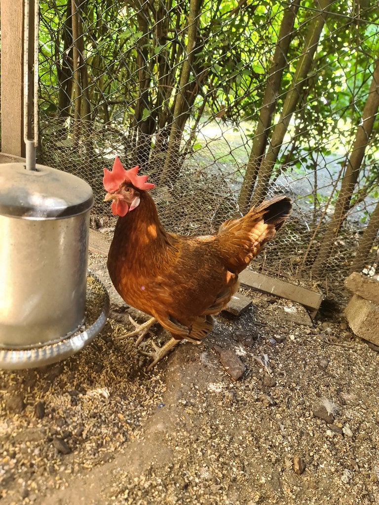 Gratis Kip (zelf vangen en mee nemen), Dieren en Toebehoren, Pluimvee, Vrouwelijk, Kip