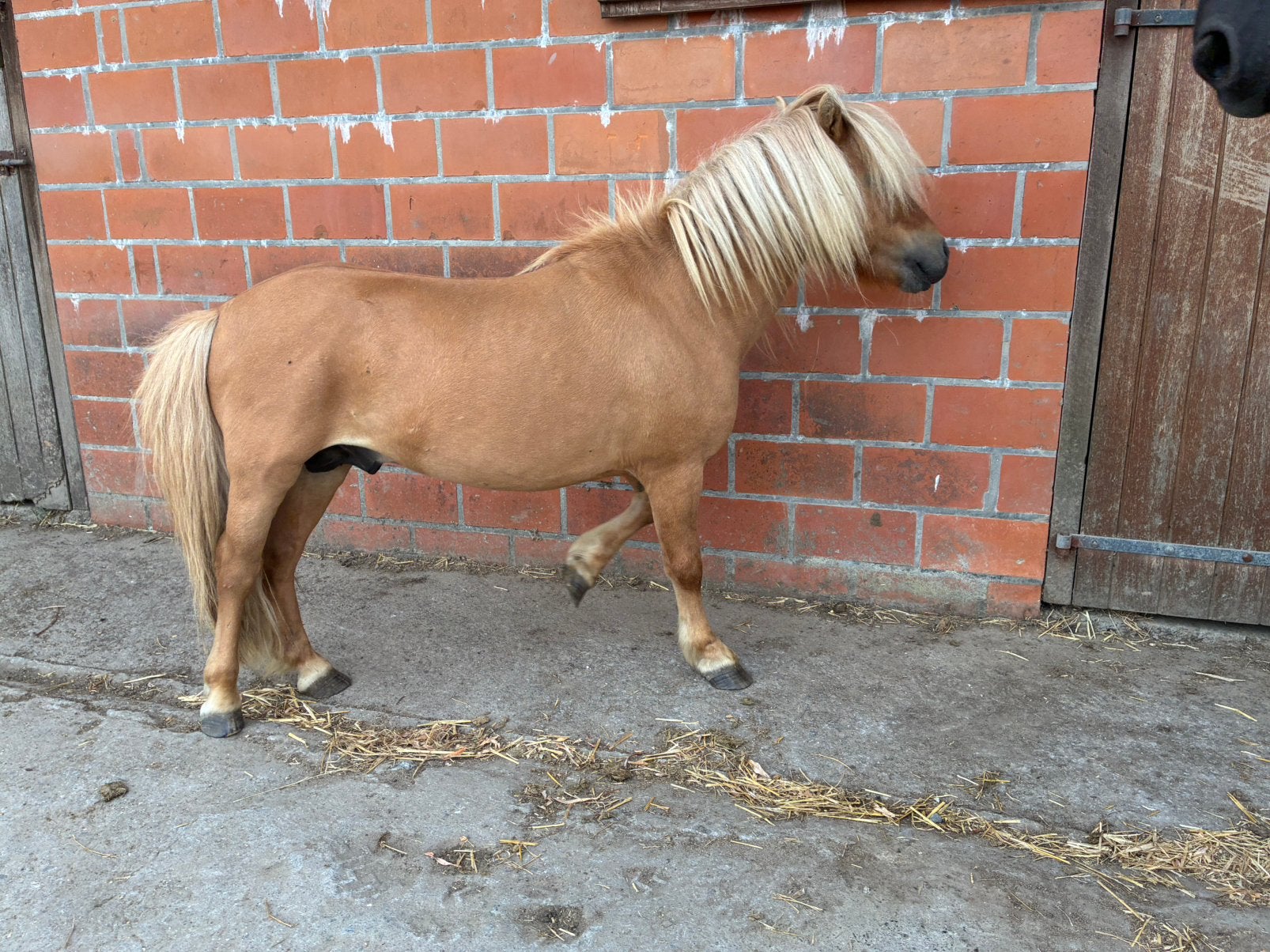 Hengst pony, Dieren en Toebehoren, Hengst