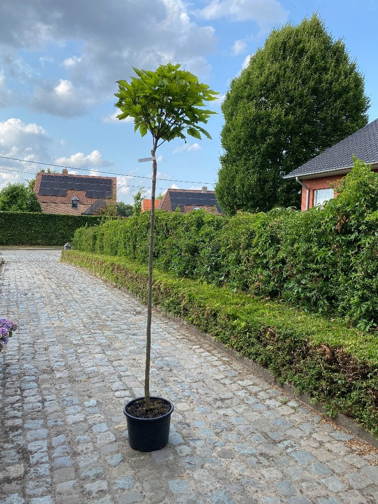 Bol Catalpa, Jardin & Terrasse, Plantes | Arbres, Enlèvement, En pot, Arbre à bulbes