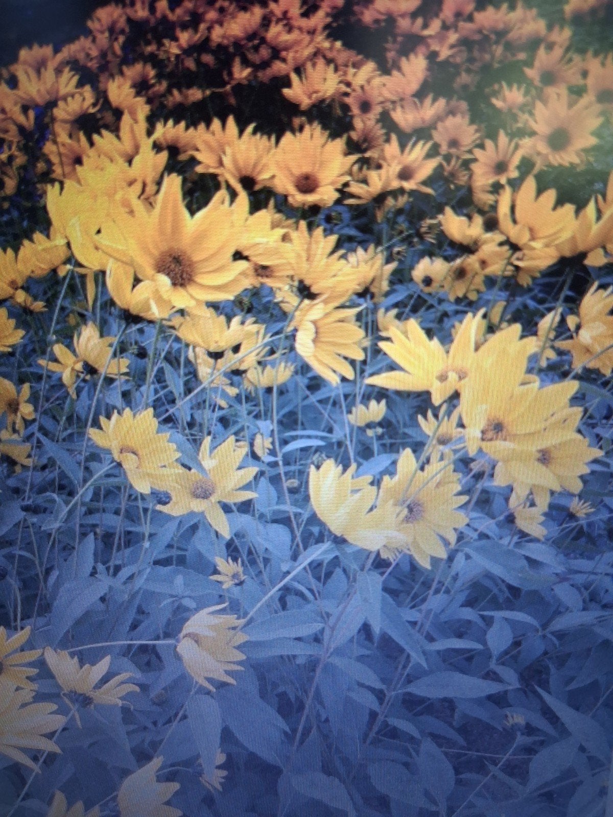helianthus, Ophalen