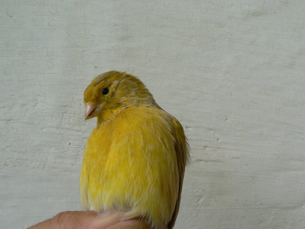 kanarie geel agaat man, Dieren en Toebehoren, Mannelijk, Zangkanarie