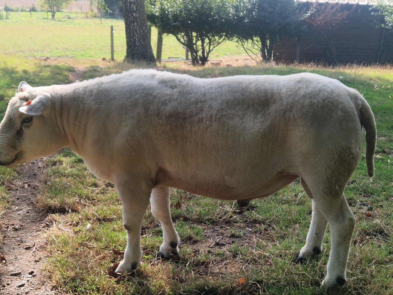 Engelse Texel ram, Dieren en Toebehoren