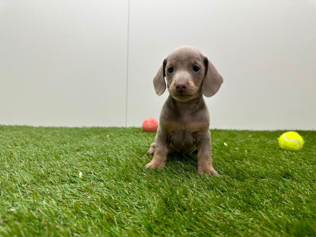Portée de chiots Teckel Nains, Poils courts, Plusieurs, Nain, Hépatite contagieuse (maladie de Rubarth)