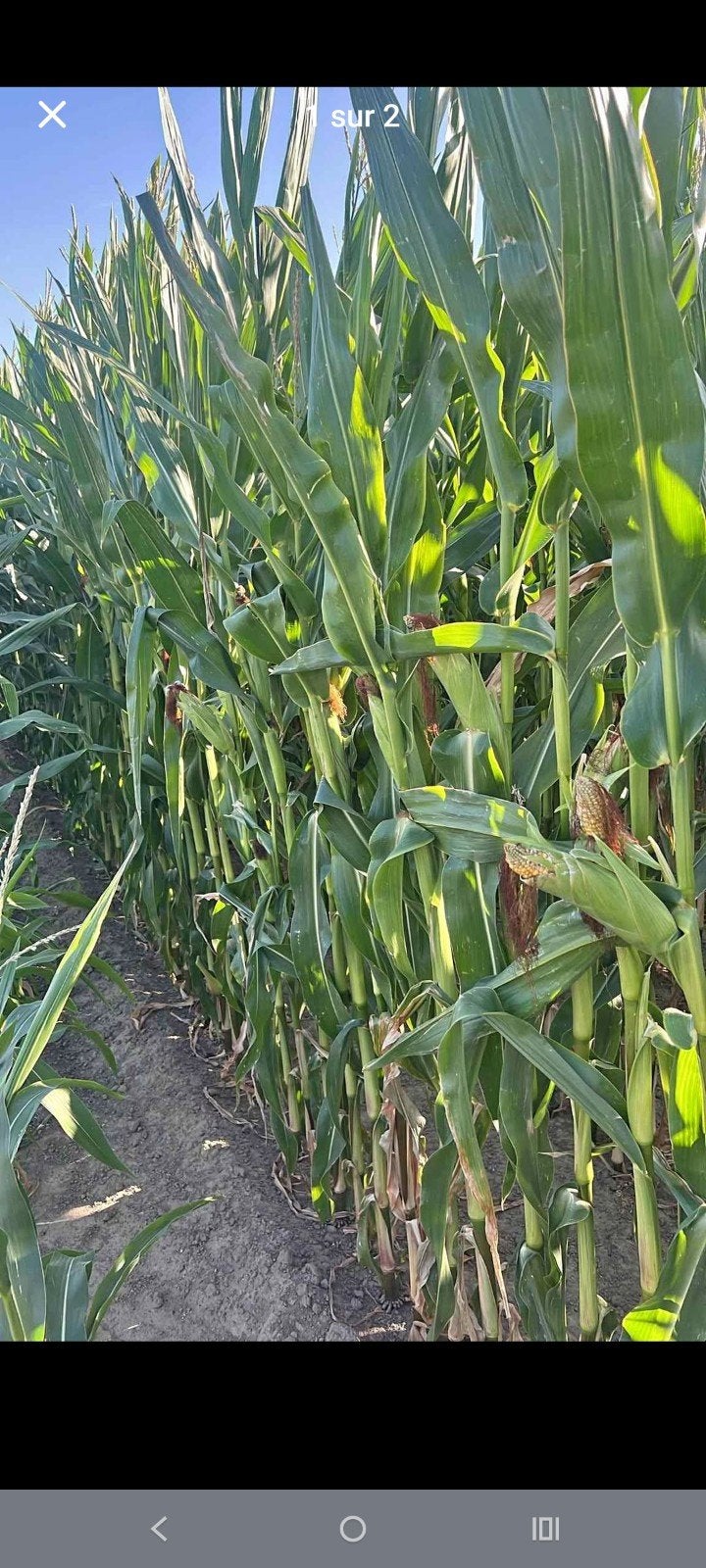 maïs pour ensilage, Enlèvement