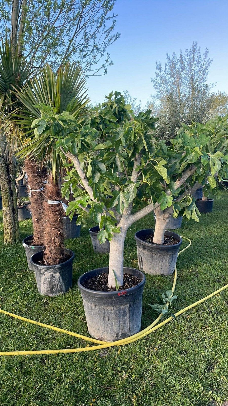 ‼️vijgenbomen aan promoprijzen ‼️, Tuin en Terras, Ophalen