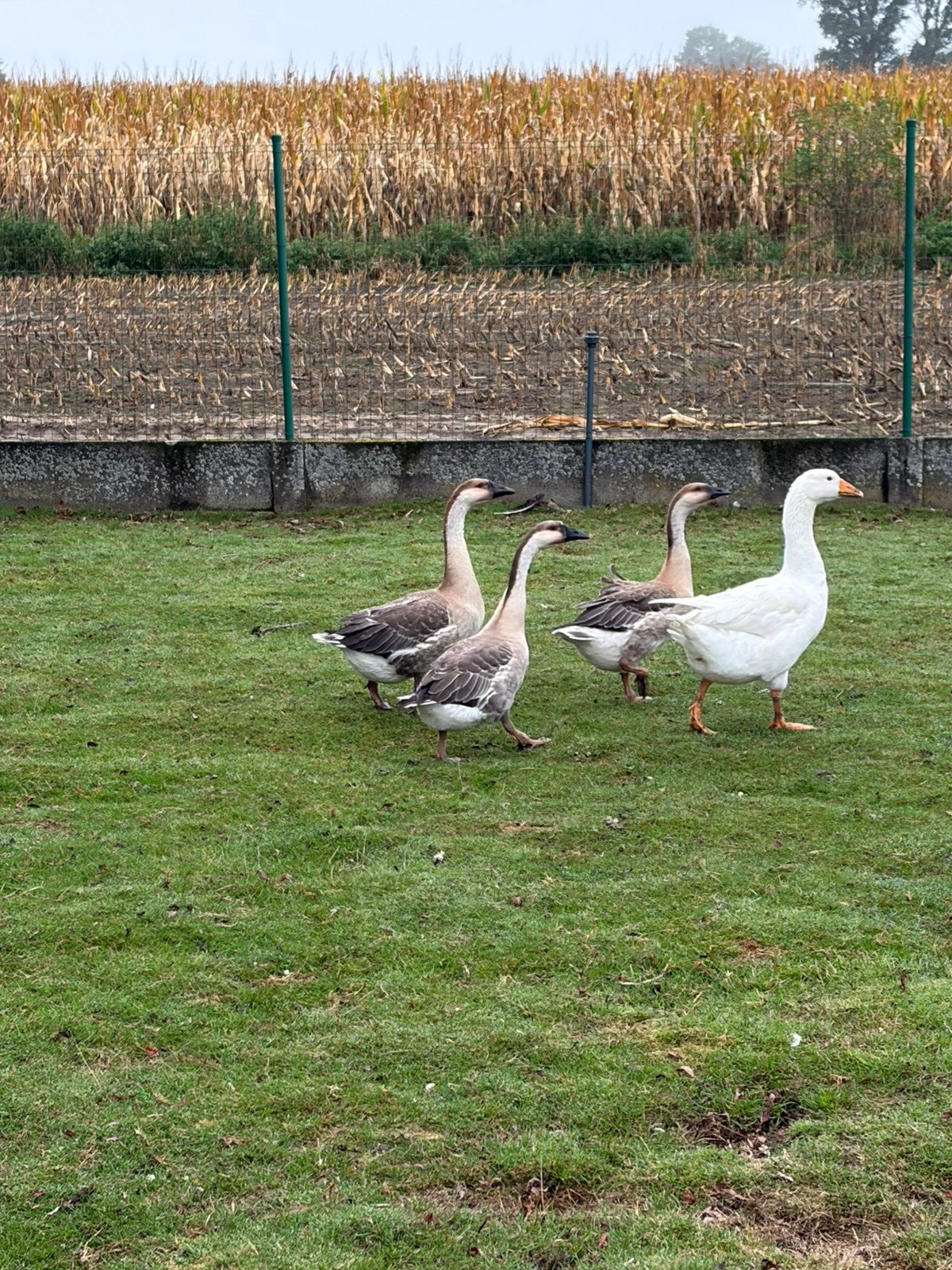Bruine ganzen, Meerdere dieren, Gans of Zwaan