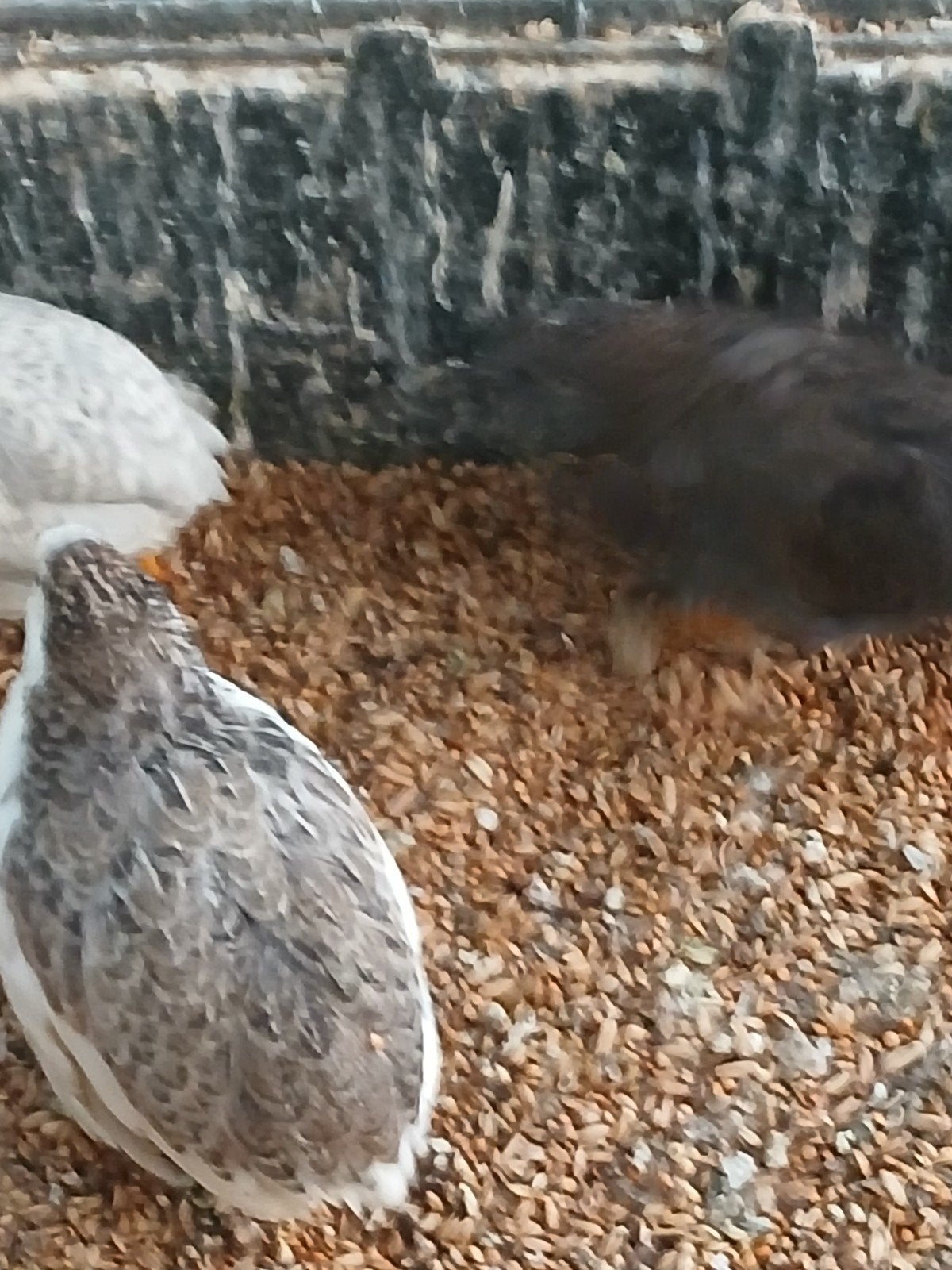 trio kwartels 1 haan 2 hennen, Dieren en Toebehoren