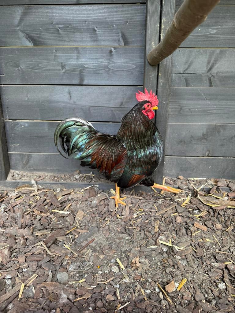Barnevelder kriel haan, Dieren en Toebehoren, Pluimvee
